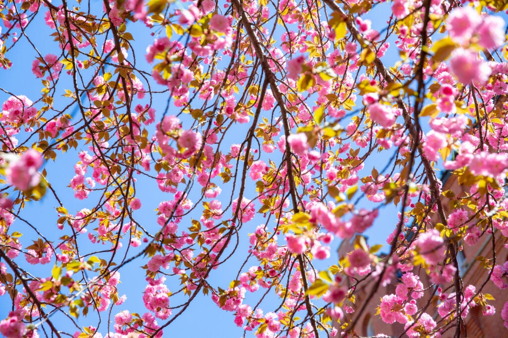 Resources Engaged and Public Humanities